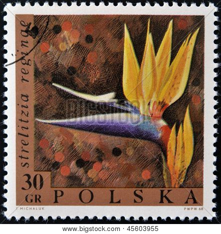 Polen - CIRCA 1968: Een stempel gedrukt in Polen toont een bloem Strelitzia reginae