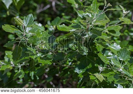 Small Branches Of The White Poplar, Also Known As Silverleaf Poplar With Young Leaves, Close-up In S