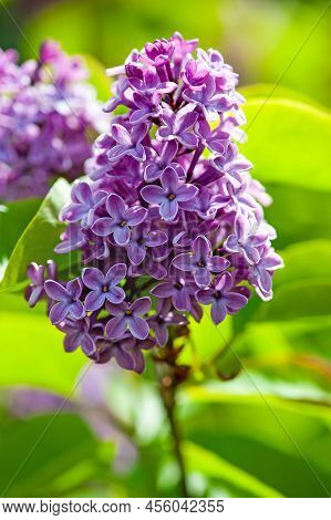 Purple Lilac Bush Sort Syringa Oleaceae Henryi Bloosom On A Spring Time