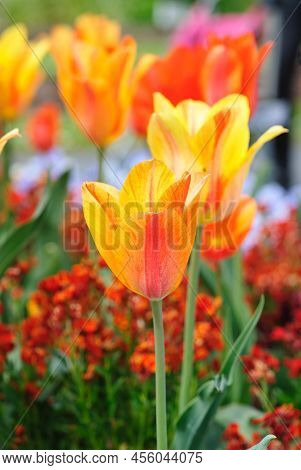 Beautiful Spring Flowers Yellowtulips Blossom In The Garden , Close Up,
