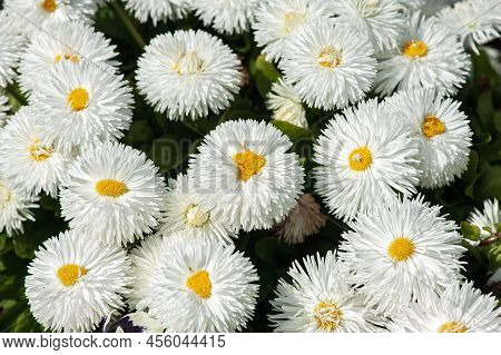 Popular Spring Flowers Daisy Bellis Pomponette Blossom In The Garden