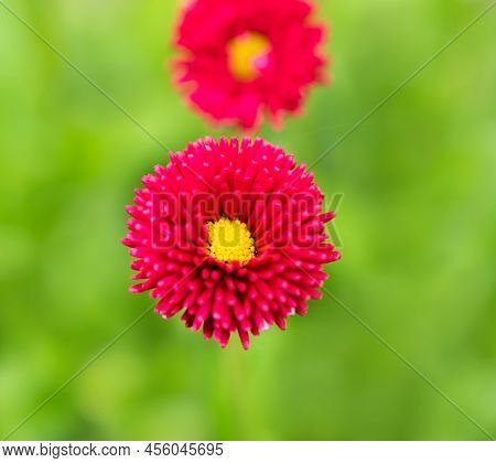 Spring Red Daisy Flowers Blossom In The Garden