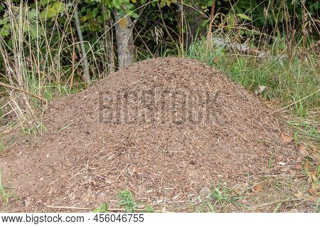 A Large Anthill In A Green Forest Among The Trees. The Aboveground Part Of The Ants' Dwelling Is In 