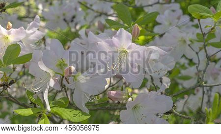 Close-up View Of Beautiful White Flowers. Rhododendron Schlippenbachii. Rhododendron Flowers With Wh
