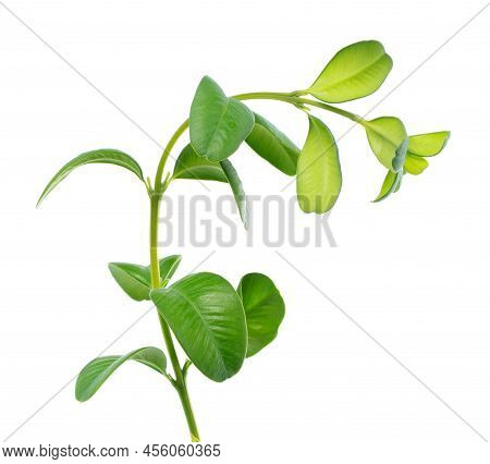 Boxwood Branch Isolated On White Background. Green Boxwood Sprig. Buxus With Clipping Path