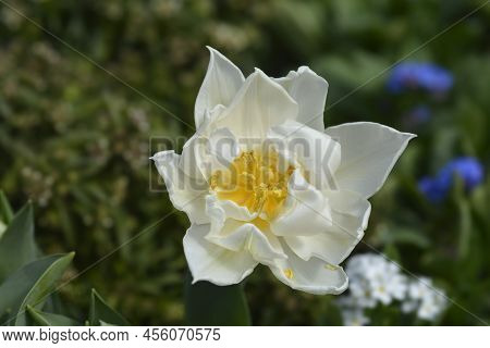 Murillo Tulip White Flower In The Garden
