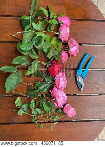 Eight Freshly Cut Pink Roses Are Lying On The Table