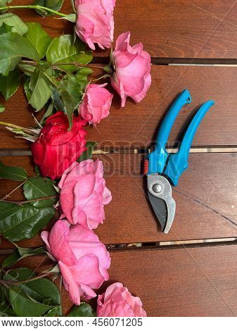 Eight Freshly Cut Pink Roses And One Red Rose Are Lying On The Table