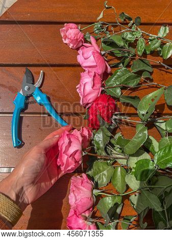 Eight Freshly Cut Pink Roses And One Red Rose Are Lying On The Table