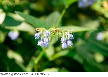 Blue Comfrey Flowers - Quaker Comfrey, Boneset, Knitbone, Slippery-root In Bloom