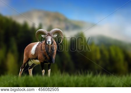 Big European Moufflon In The Nature Habitat