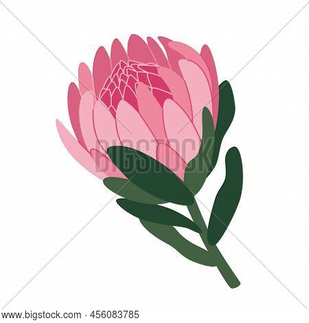 Queen Protea Vector Illustration Isolated On White Background. Exotic Flower From South Africa