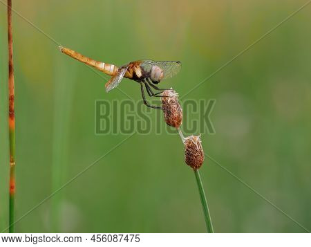 Beautiful Yellow Dragonfly On The Grass Pistil