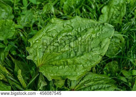 Plantago. Plantain Image Close Up