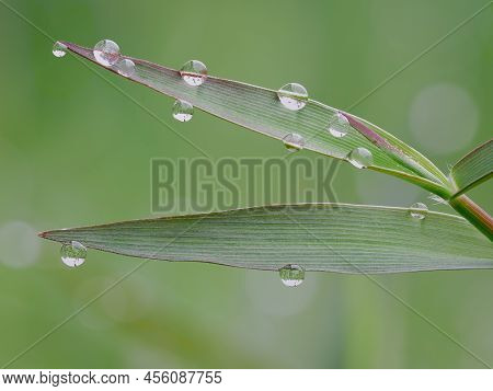 Beautiful Dew Drops On The Green Grass