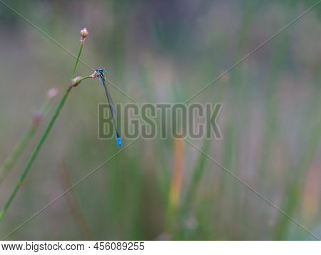 Beautiful Blue Tail Damselfly Perched On The Grass