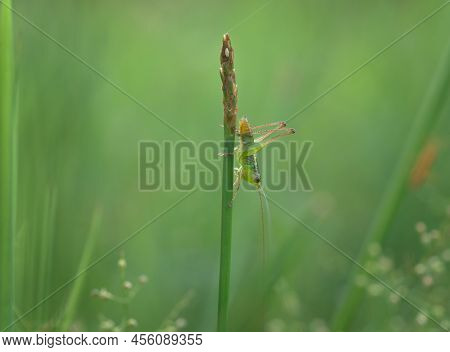 Beautiful Short Winged Conehead Cricked On The Grass