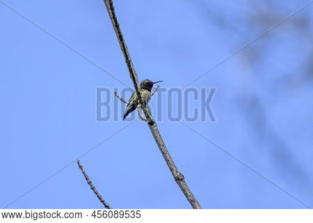 The Ruby-throated Hummingbird (archilochus Colubris) In Wisconsin