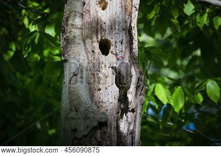 The Northern Flicker (colaptes Auratus) Nesting In Wisconsin. North American Bird.