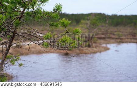 A Wooden Path In The Soomaa National Park In Estonia Among The Forest And Marshland On A Clear Day