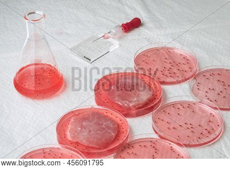 Cultivated Steak, Meat From The Plant Stem Cell, New Food Innovation, No Killing. Laboratory Grown M