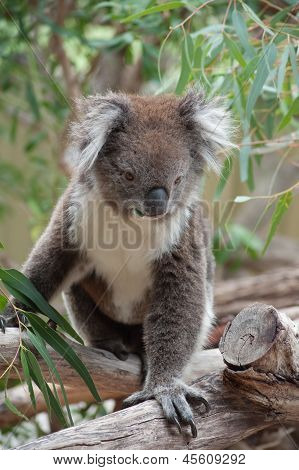 Native Australian Koala