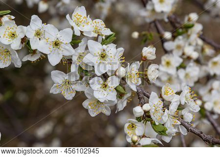 Prunus Cerasifera Blooming White Plum Tree. White Flowers Of Prunus Cerasifera