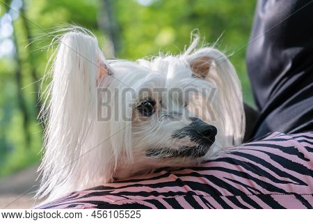 Close-up Portrait Of The Muzzle Of A Purebred Dog.