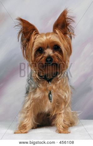 Yorkie05
