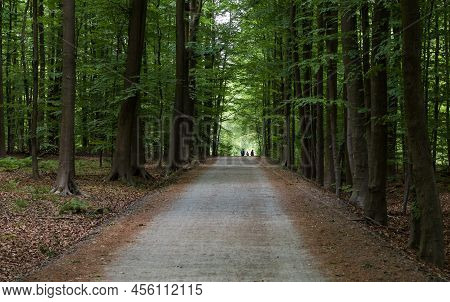 Tree Lane And Walking Path In The Forest Des Soignes, Brussels, Belgium