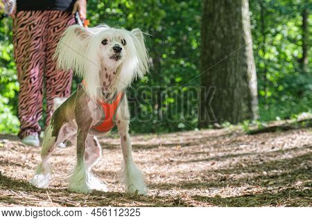Chinese Crested Dog In A Chest Harness Stands On A Path In The Forest And Barks Loudly. White Pedigr