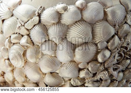 Different Types Of Seashells Marine Mollusk Shells And Scallops On Beach Sand.