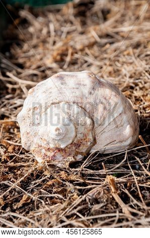 Marine Mollusc Shell Seashell On Dried Seaweed Background.