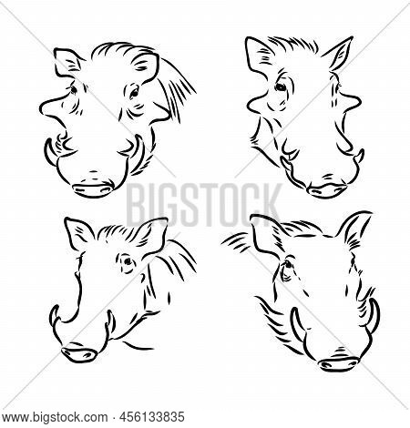Black And White Vector Line Drawing Of A Warthogs Face