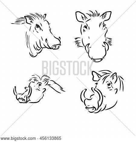 Black And White Vector Line Drawing Of A Warthogs Face