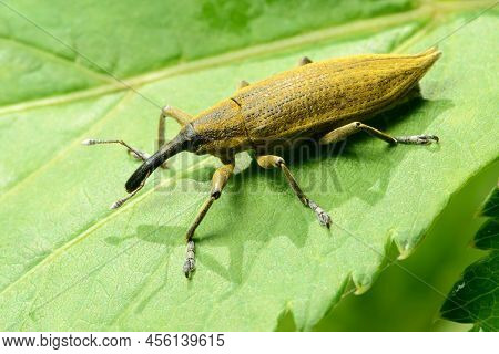 Large Yellow Weevil Lixus Iridis On A Leaf Of A Plant In Belarus