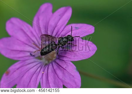 Closeup On A Small Scissor Bee ,chelostoma Campanularum, On A Purple Geranium Pyrenaicum Flower In T