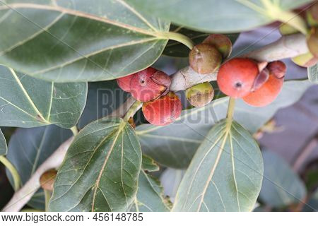 Red Colored Banyan Fruit On Tree