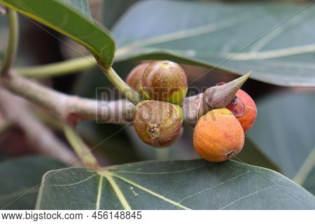 Red Colored Banyan Fruit On Tree