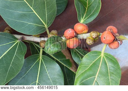 Red Colored Banyan Fruit On Tree