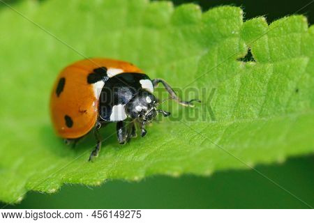 Closeup On A Red Seven Spottedd Ladybird Beetle, Coccinella Septempunctata, Sitting On A Green Leaf 