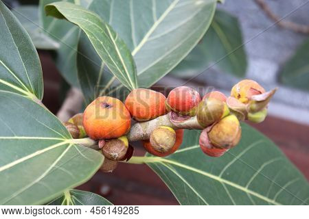 Red Colored Banyan Fruit On Tree