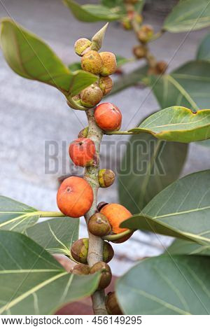Red Colored Banyan Fruit On Tree