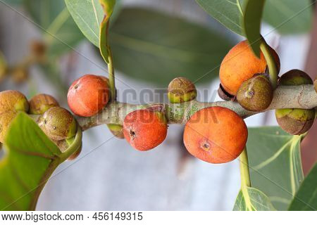 Red Colored Banyan Fruit On Tree