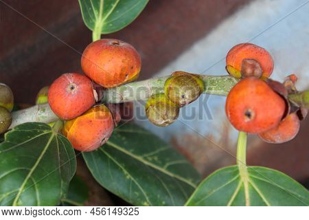 Red Colored Banyan Fruit On Tree