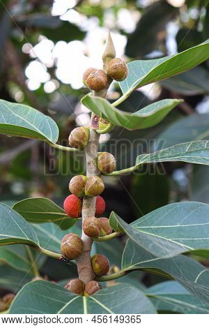 Red Colored Banyan Fruit On Tree