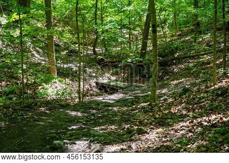 Beautiful Forest Path With Dappled Light, Tall Trees And Green Foliage With A Small Wooden Foot Brid
