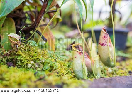 Carnivorous Pitcher Plants Or Monkey Cups In The Garden
