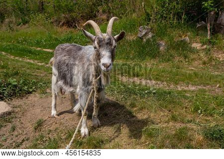 A Cute Feeding Goat In Gray And Orange Color Grazing In The Meadow