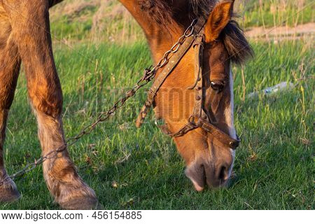 Closeup Side View Of Beautiful Brown Horse Eating Grass And Hay In Meadow And Green Field In Summert